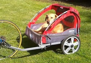 passenger bike trailer for adults